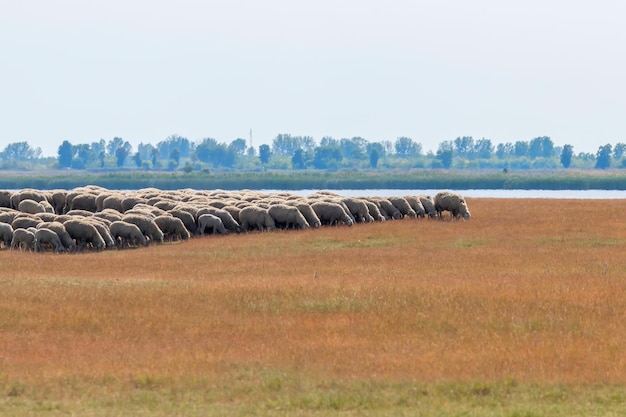 Schafherde, Schafe auf dem Feld