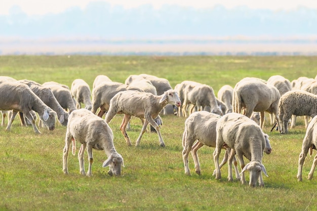 Schafherde Schafe auf dem Feld