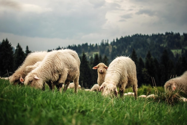 Schafherde weidet auf dem Feld