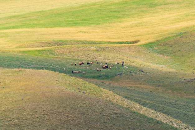 Schafherden auf dem Hügel