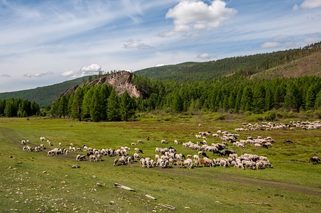 Schafherden grasen auf einer grünen Weide in einem Tal in der Nähe der Hügel. Wolken am blauen Himmel.