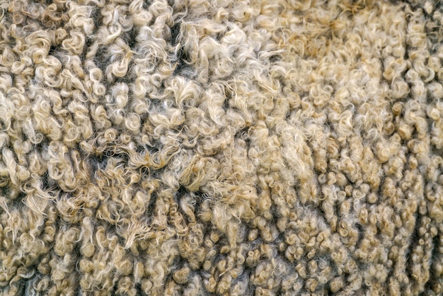 Schafwollstruktur Schaffell aus goldenem Vlies