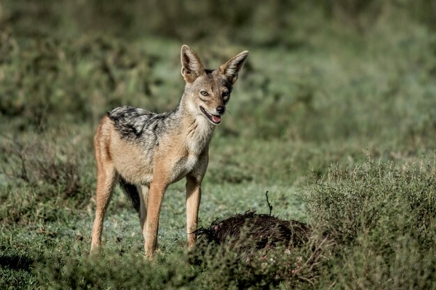 Schakalessen im Serengeti-Nationalpark