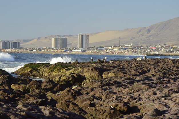 Schalentiere auf Felsen an der Ozeanküste Antofagasta Chile