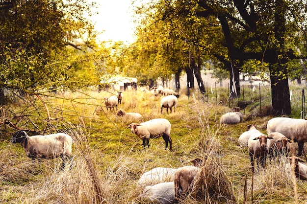 Scharfe auf der Weide