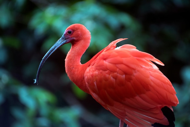 Scharlachrot IBIS-Nahaufnahme auf Baumstamm