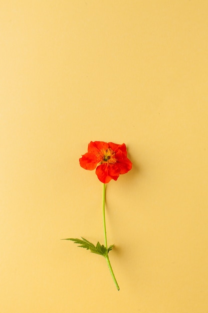 Scharlachrote Blumen gravitieren auf Gelb