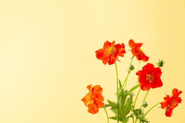 Scharlachrote Blumen gravitieren auf Gelb