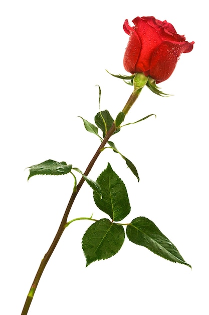 Scharlachrote Rose