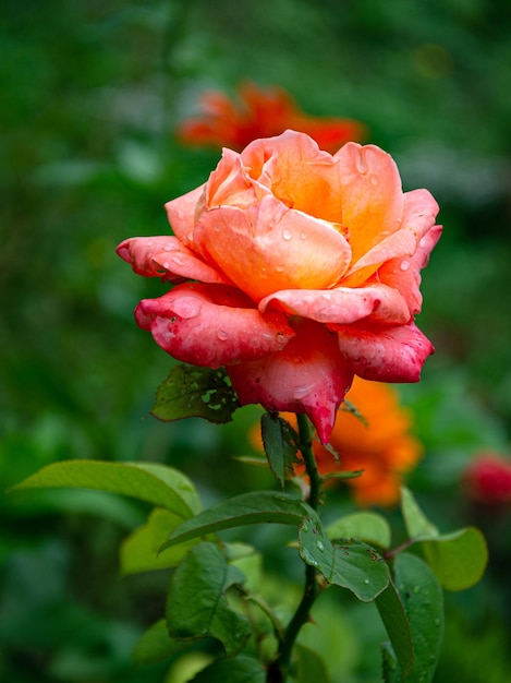 Scharlachrote schöne Rose im Garten an einem Sommertag nach dem Regen.