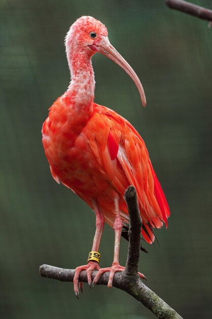 Foto scharlachroter ibis