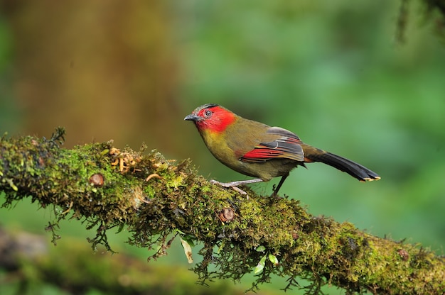 Scharlachrotes Liocichla (Liocichla Ripponi)