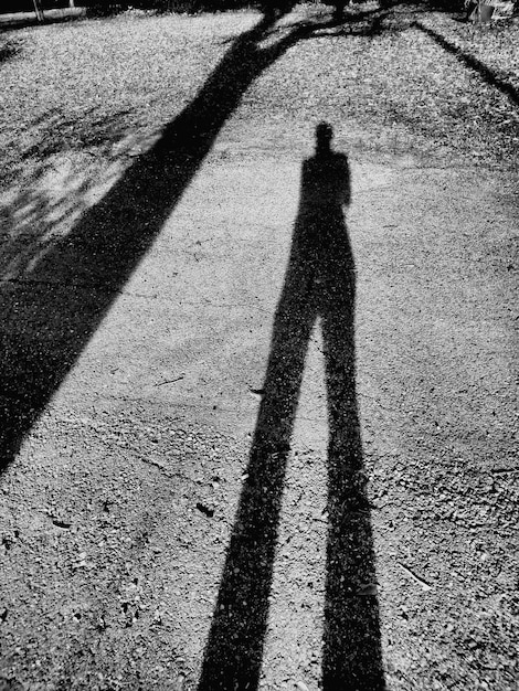 Foto schatten einer frau und eines baumes auf dem asphalt