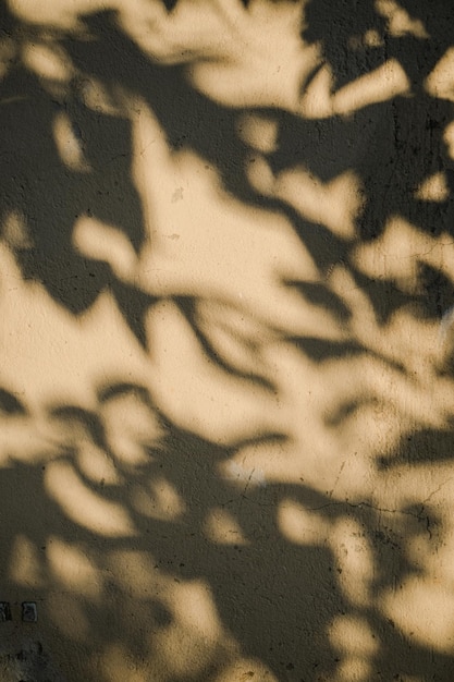 Schatten eines Baumes an der Wand