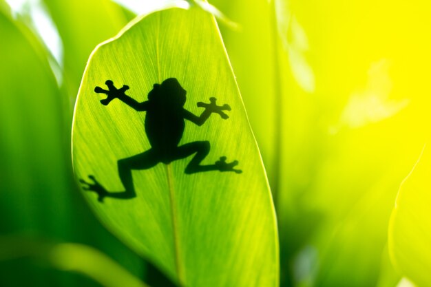 Schatten eines Frosches über einem grünen Blatt