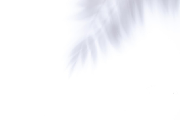 Schatten tropischer Palmblätter auf weißem Hintergrund Hintergrund des abstrakten Konzepts