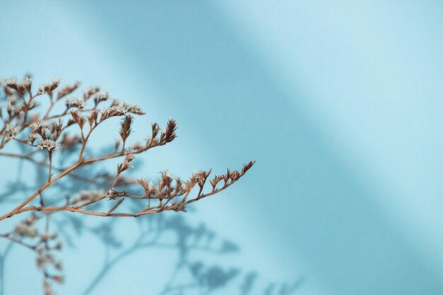 Schatten und Trockenblumen auf blauem Hintergrund Overlay