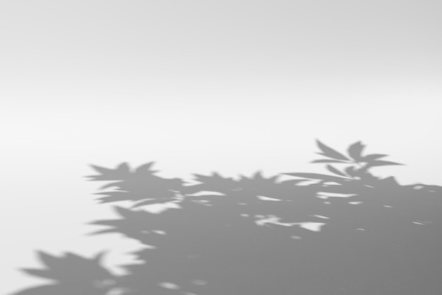 Schatten von Blättern an einer weißen Wand