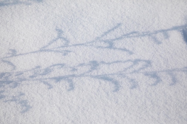 Schatten von den trockenen Zweigen eines Wermuts auf reinem Schnee.