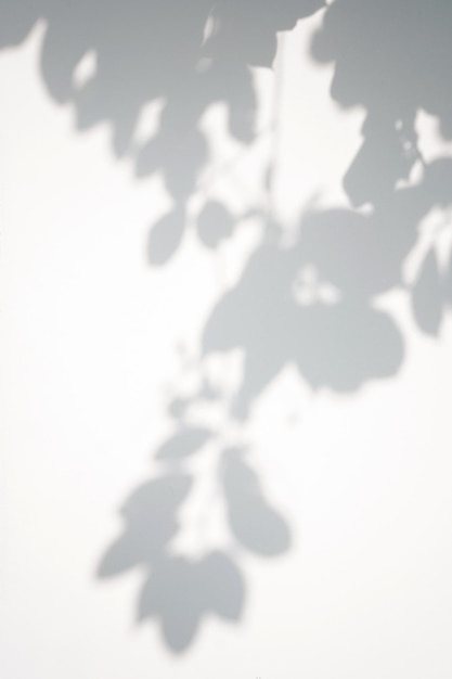 Schatten von Laub auf weißem Hintergrund Overlay