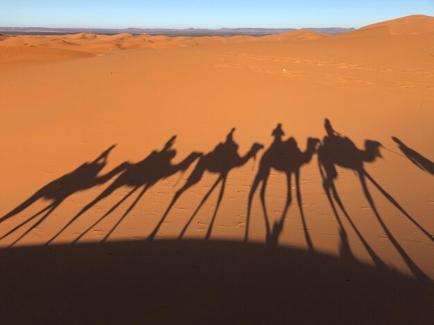 Foto schatten von leuten, die auf kamelen auf dem sand reiten