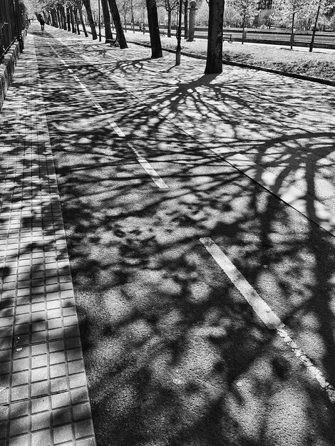 Foto schatten von nackten bäumen auf der straße