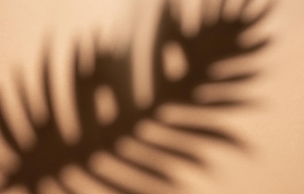 Schatten von Palmblättern