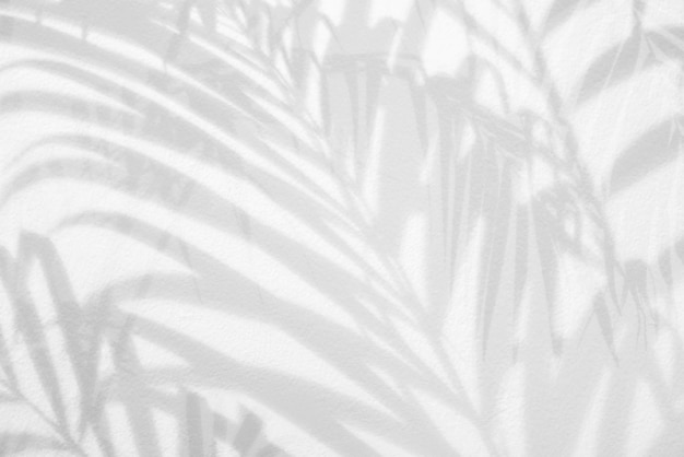 Schatten von Palmblattzweigen über weißer Wand