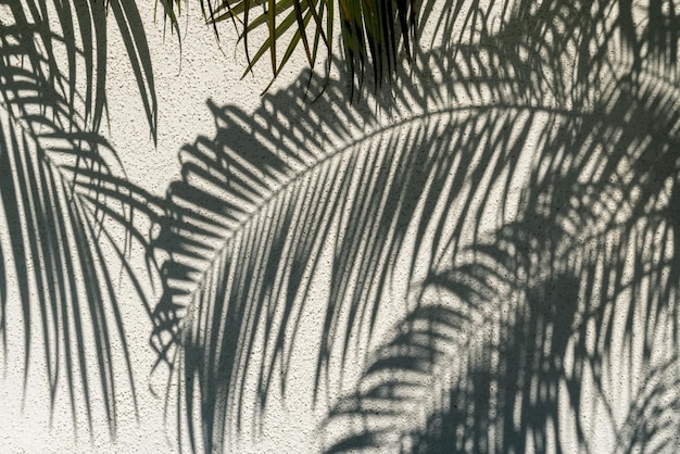 Schatten von Palmenblättern an der Wand