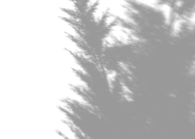 Foto schatten von pampas-gras-overlay-effekt realistischer grauer schatten auf weißem hintergrund gültig für produktpräsentationsfotos hintergrund sonnenlicht 3d-rendering