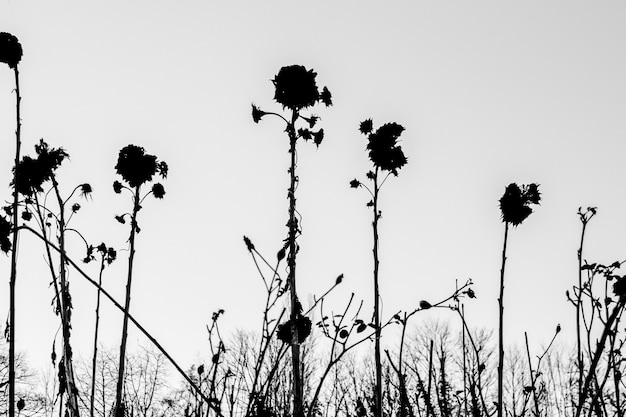 Schattenbild der getrockneten Blumen auf einem weißen Hintergrund