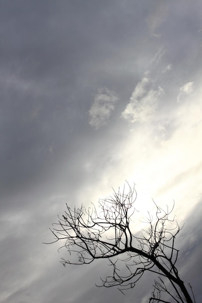 Schattenbild des Baums auf dem bewölkten Himmel