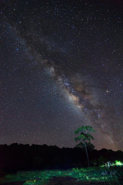 Schattenbild des Baums mit Wolke und schönem milkyway auf einem nächtlichen Himmel Langzeitbelichtung photographxD
