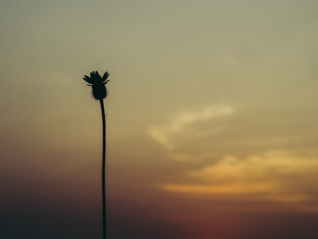 Schattenbild von Coatbuttons oder von Tridax-Gänseblümchen im Sonnenunterganghimmel.