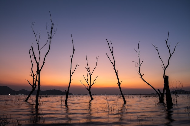 Schattenbildbaum im Wasser während des Sonnenuntergangs