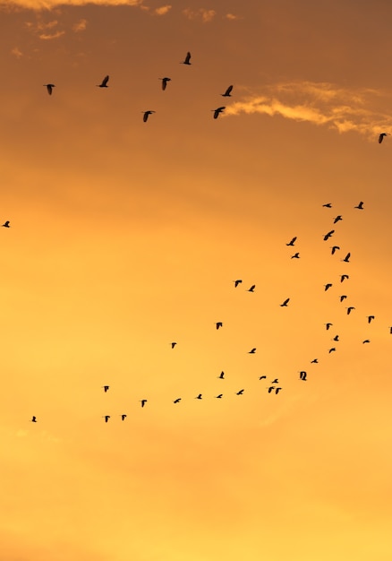 Schattenbilder von Fliegenvögeln mit Sonnenunterganghimmel und -wolke
