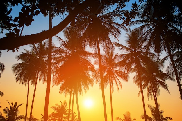 Foto schattenbilder von palmen gegen den himmel während eines tropischen sonnenuntergangs