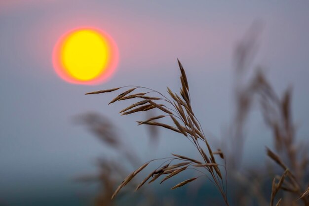 Schattenbildpflanzen blühen gegen die untergehende Sonne