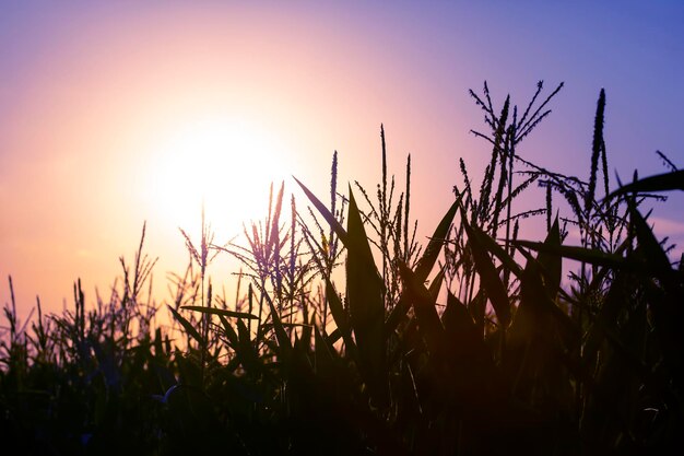 Schattenbildpflanzen blühen gegen die untergehende Sonne