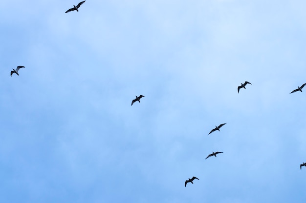 Schattenbildvögel auf Himmelhintergrund