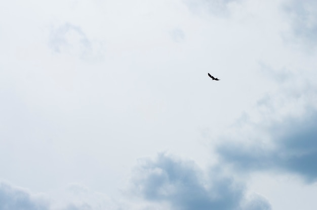 Schattenbildvogel am Himmel