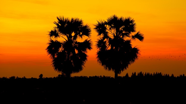 Schattenbildzuckerpalme auf Sonnenunterganghimmel