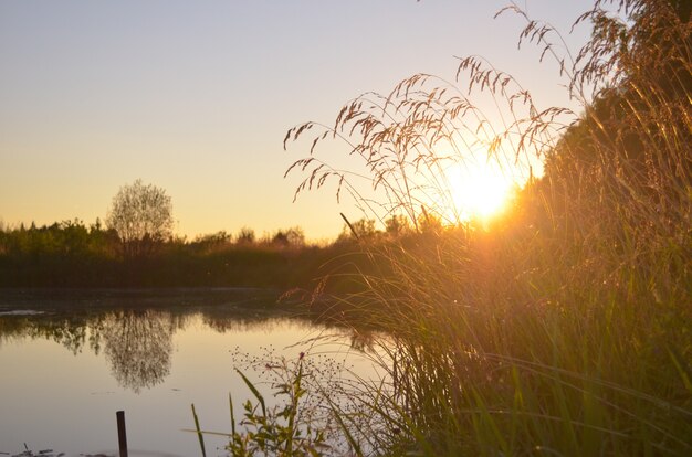 Schattiger Teich mit Sommergras