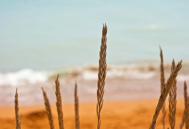 Schau auf das Meer