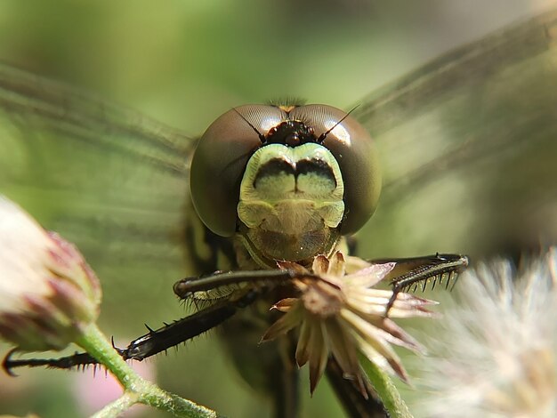 Foto schau mir in die augen.