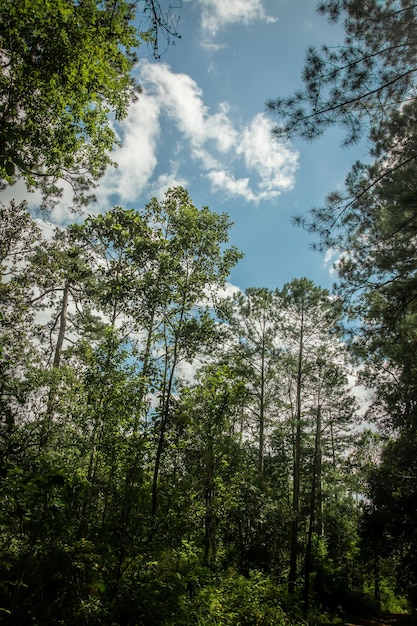 Schauen Sie im Kiefernwald Thailand nach oben