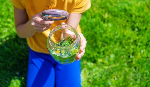 Schauen Sie in ein Vergrößerungsglas Schmetterling sitzt auf Blumen selektiver Fokus