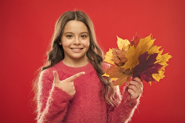 Schauen Sie sich diese Schulzeit Kindheit Glück Herbst Kind Mode Wetterwechsel Mädchen Kind in Pullover Herbststimmung Herbstsaison gefallene Blätter Bündel glückliches kleines Mädchen mit Ahornblatt