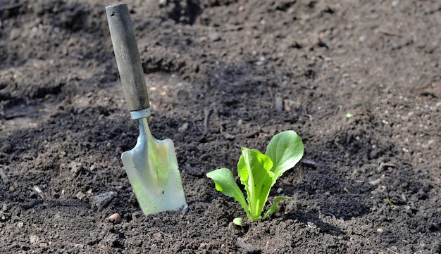 Schaufeln Sie das Einpflanzen in den Boden im Garten neben dem Setzling von Salat