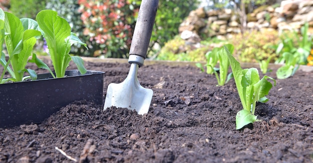 Schaufeln Sie im Garten neben dem Sämling des Salatanbaus in den Boden